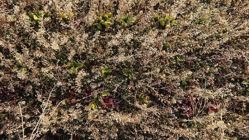 DSC_0774.JPG